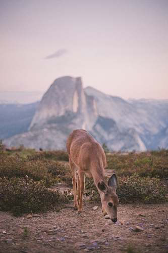 animal selective focus photography of brown deer deer